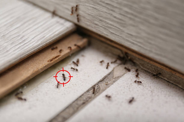 Best Pest Control Near Me in Ada, OK