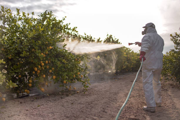 Best Termite Control Services  in Ada, OK