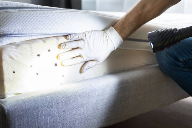 Best Local Pest Control Services  in Ada, OK
