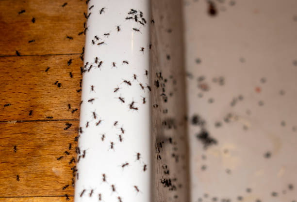 Wildlife Control Services in Ada, OK