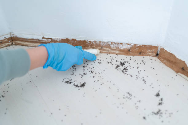 Best Wasp Removal Services  in Ada, OK
